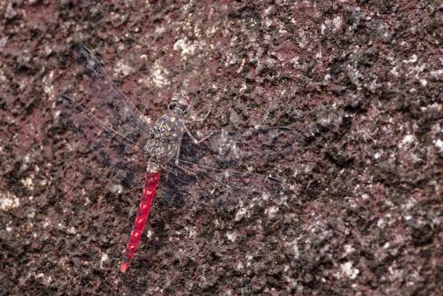 Bradinopyga strachani